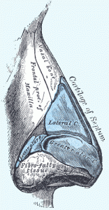 Los Angeles Nasal Bone Anatomy